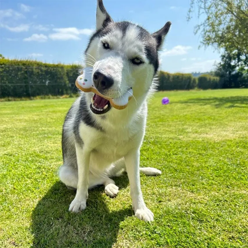 a husky dog with a pacifier in its mouth