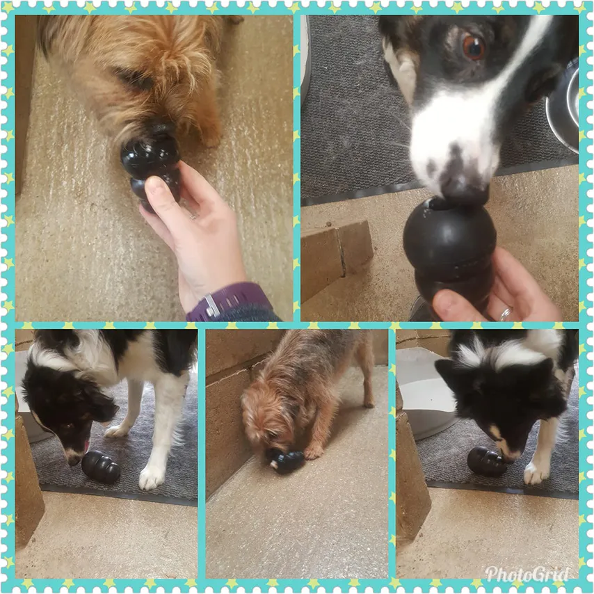a collage of photos of a dog playing with a ball