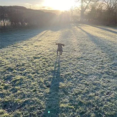 a dog running through a frost field